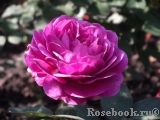 Heidi Klum Rose Heidi Klum Rose