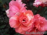 Sorbet Fruite Sorbet Fruite