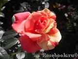 Sorbet Fruite Sorbet Fruite