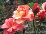 Sorbet Fruite Sorbet Fruite