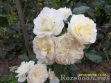 Lady Romantica Lady Romantica