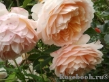 Ginger Syllabub Ginger Syllabub