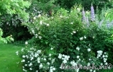 White Meidiland White Meidiland