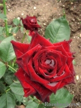 Black Baccara Black Baccara