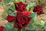 Black Baccara Black Baccara