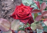 Black Baccara Black Baccara