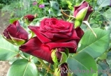Black Baccara Black Baccara