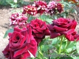 Black Baccara Black Baccara