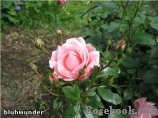 Bluhwunder Bluhwunder