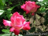 Rose Gaujard Rose Gaujard