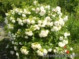 Ritausma Ritausma