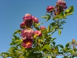 Veilchenblau Veilchenblau