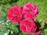 Falstaff® Falstaff®