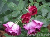 Burgundy Ice Burgundy Ice