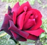 Dame de Coeur Dame de Coeur