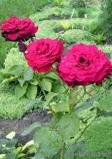 Dame de Coeur Dame de Coeur