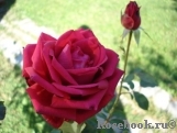 Dame de Coeur Dame de Coeur