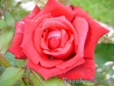 Dame de Coeur Dame de Coeur