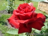 Dame de Coeur Dame de Coeur