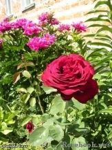 Dame de Coeur Dame de Coeur