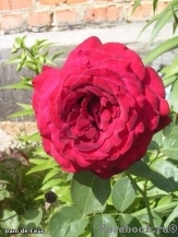 Dame de Coeur Dame de Coeur