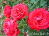 Dame de Coeur Dame de Coeur
