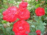 Dame de Coeur Dame de Coeur