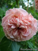 Dronning Margrethe Dronning Margrethe