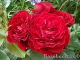 Red Abundance Red Abundance