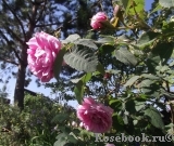 Centifolia Centifolia
