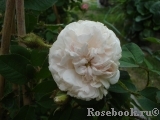 Blanche Moreau Blanche Moreau