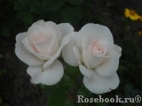 Aspirin Rose Aspirin Rose