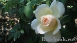 Chandos Beauty Chandos Beauty