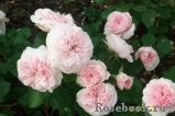 Mariatheresia Mariatheresia