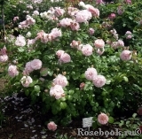 Strawberry Hill Strawberry Hill