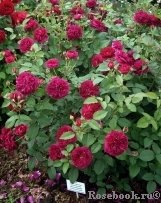 Darcey Bussell Darcey Bussell