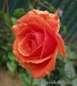 Ashram Ashram