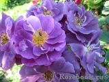 Rhapsody in Blue Rhapsody in Blue