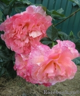 Augusta Luise Augusta Luise