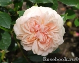 Garden of Roses Garden of Roses