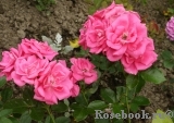 Morning Jewel  