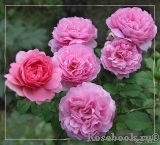 Princess Alexandra of Kent Princess Alexandra of Kent