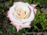 Belle Perle Belle Perle