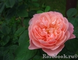 The Alnwick Rose The Alnwick Rose