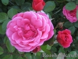 Morning Jewel  