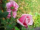 Blossomtime Blossomtime