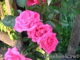 Morning Jewel  