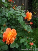 Westerland Westerland