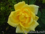 Friesia Friesia