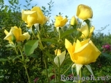 Friesia Friesia